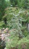 Blue Cascade Weeping Blue Atlas Cedar